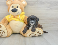 7 week old Shih Poo Puppy For Sale - Florida Fur Babies