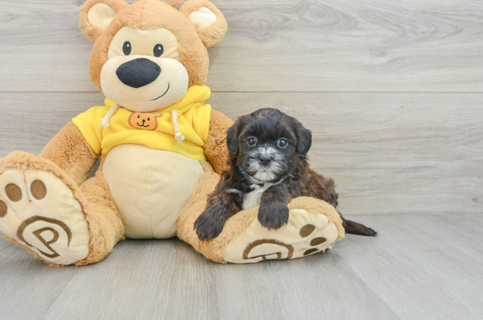 7 week old Shih Poo Puppy For Sale - Florida Fur Babies