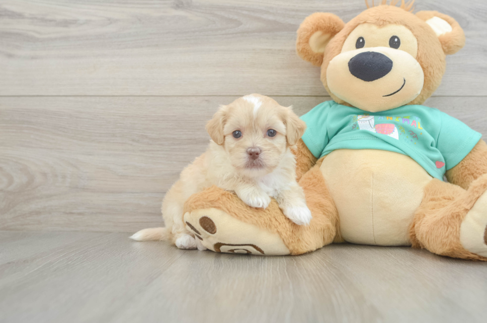 5 week old Shih Poo Puppy For Sale - Florida Fur Babies