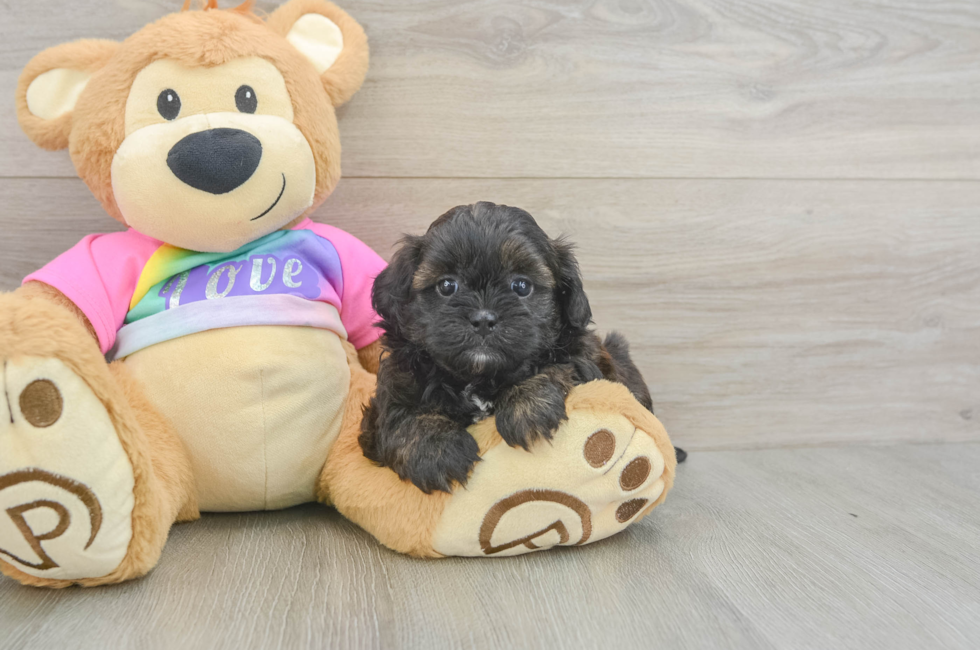 5 week old Shih Poo Puppy For Sale - Florida Fur Babies