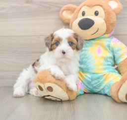 8 week old Shih Poo Puppy For Sale - Florida Fur Babies
