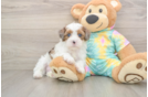 Shih Poo Pup Being Cute