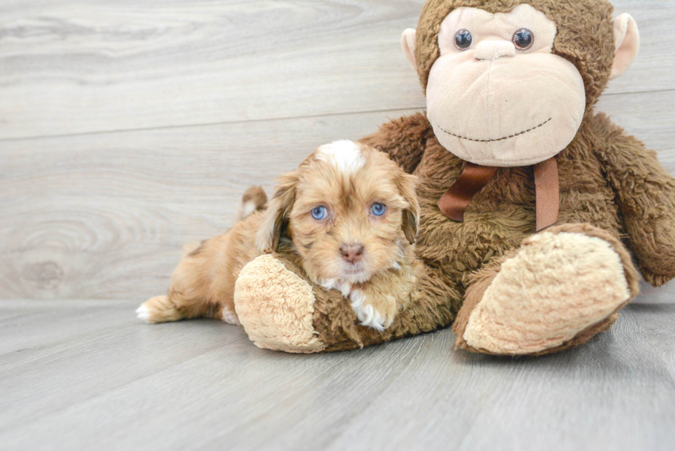 Shih Poo Pup Being Cute