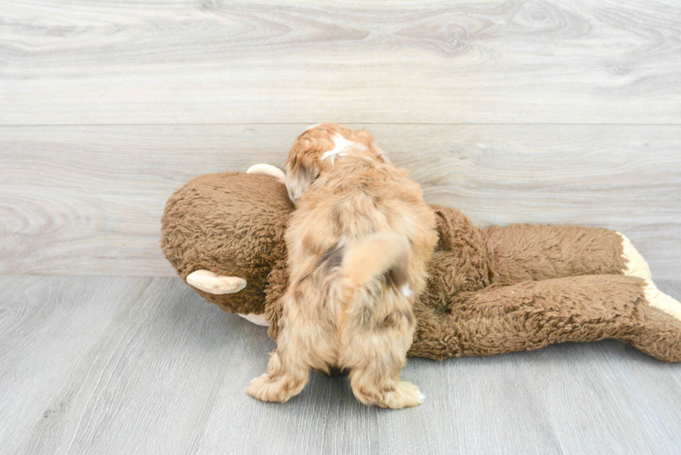 Energetic Shihpoo Poodle Mix Puppy