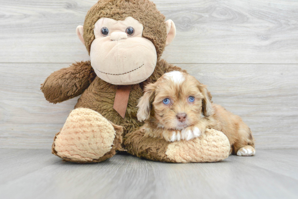 Hypoallergenic Shih Poo Poodle Mix Puppy