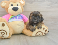 8 week old Shih Poo Puppy For Sale - Florida Fur Babies