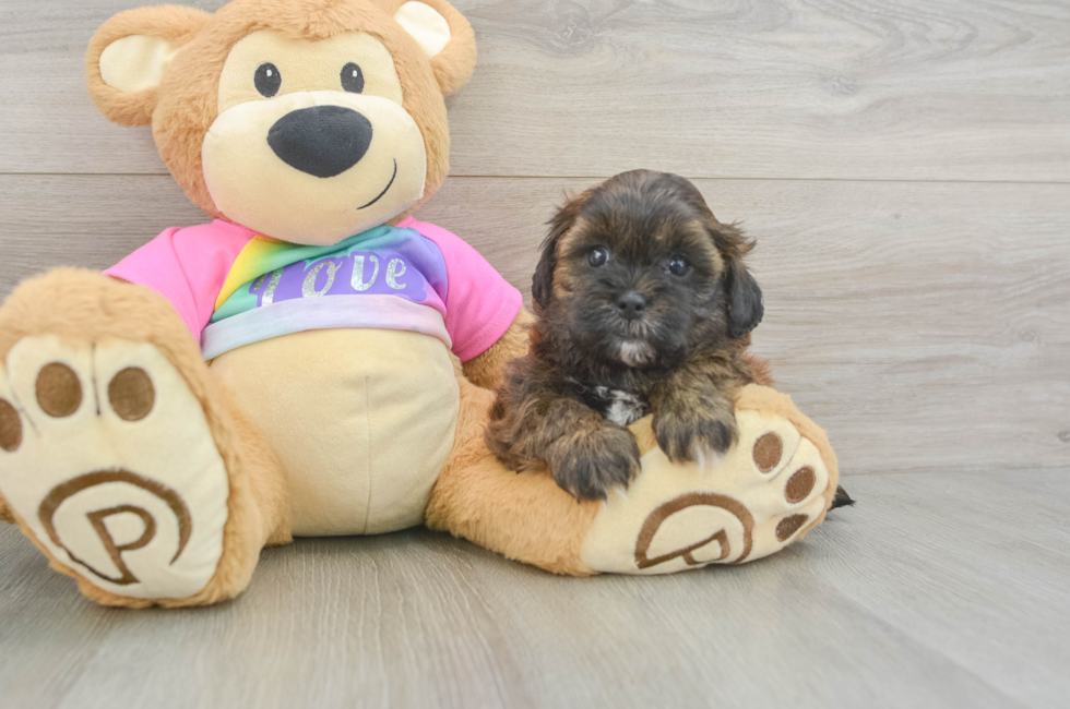 5 week old Shih Poo Puppy For Sale - Florida Fur Babies
