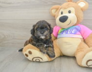 8 week old Shih Poo Puppy For Sale - Florida Fur Babies