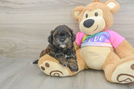 Friendly Shih Poo Baby