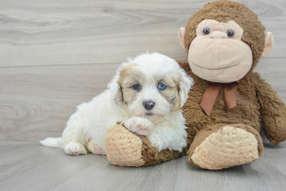 Shih Poo Pup Being Cute