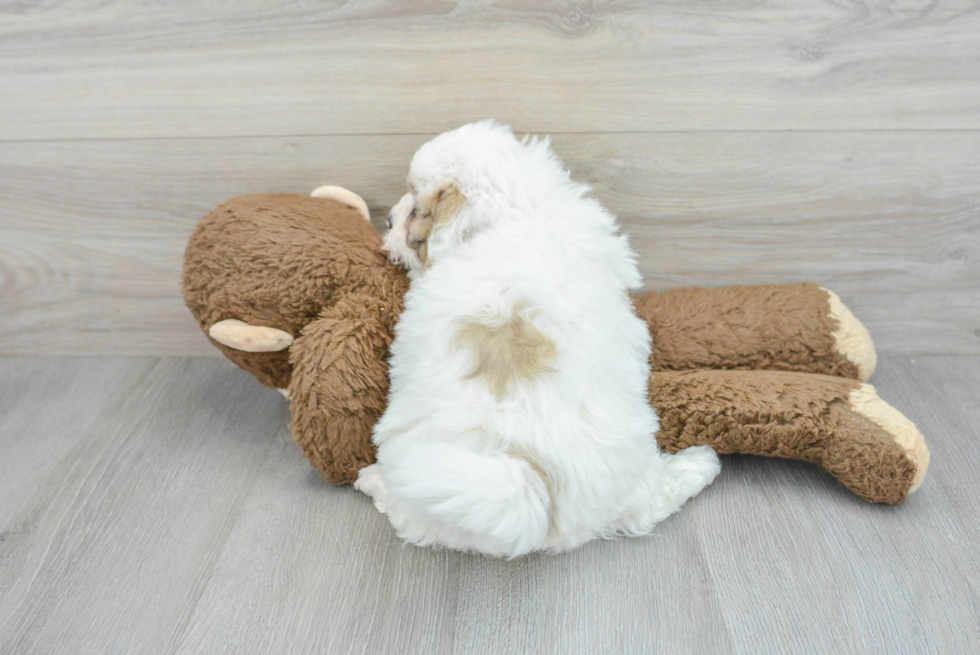 Popular Shih Poo Poodle Mix Pup