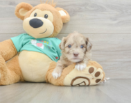 8 week old Shih Poo Puppy For Sale - Florida Fur Babies