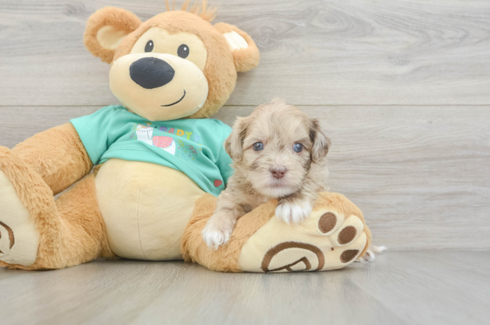 5 week old Shih Poo Puppy For Sale - Florida Fur Babies