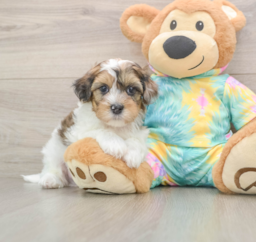 8 week old Shih Poo Puppy For Sale - Florida Fur Babies