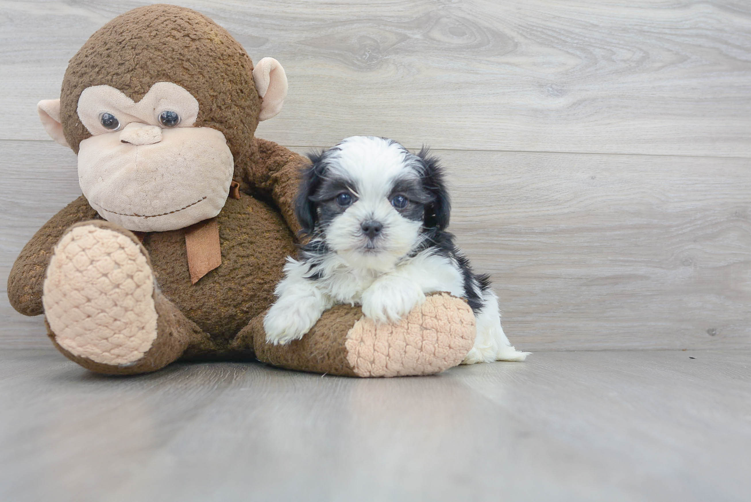 Cute Shih Poo Baby