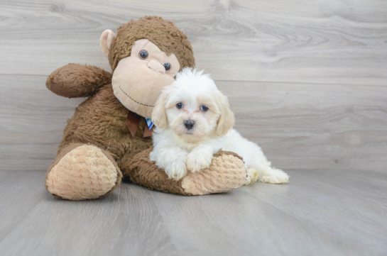 31 week old Shih Poo Puppy For Sale - Florida Fur Babies
