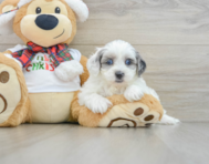 8 week old Shih Poo Puppy For Sale - Florida Fur Babies