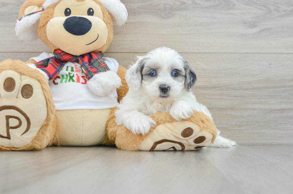 6 week old Shih Poo Puppy For Sale - Florida Fur Babies