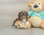 8 week old Shih Poo Puppy For Sale - Florida Fur Babies