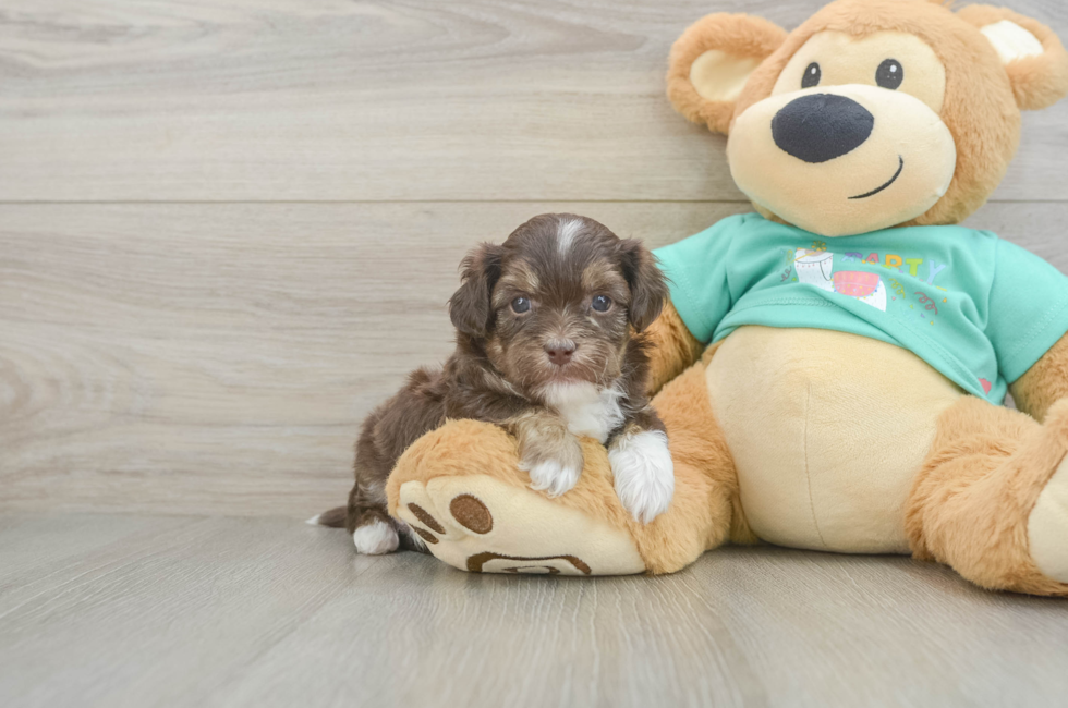 5 week old Shih Poo Puppy For Sale - Florida Fur Babies