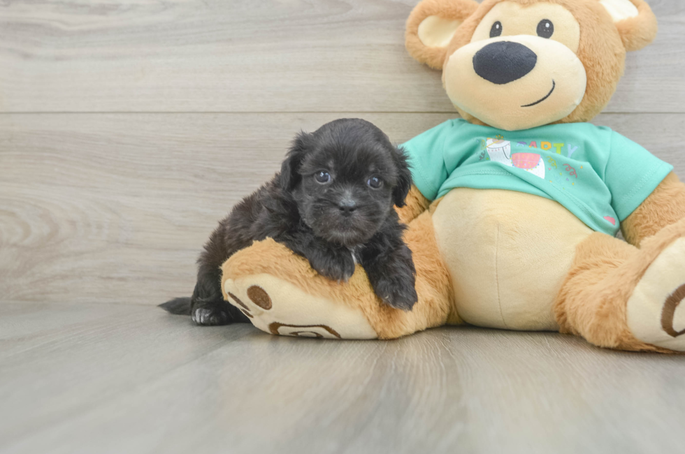 5 week old Shih Poo Puppy For Sale - Florida Fur Babies