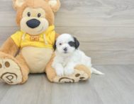 7 week old Shih Poo Puppy For Sale - Florida Fur Babies