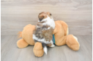 Hypoallergenic Shih Poo Poodle Mix Puppy