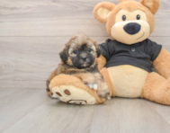 5 week old Shih Poo Puppy For Sale - Florida Fur Babies