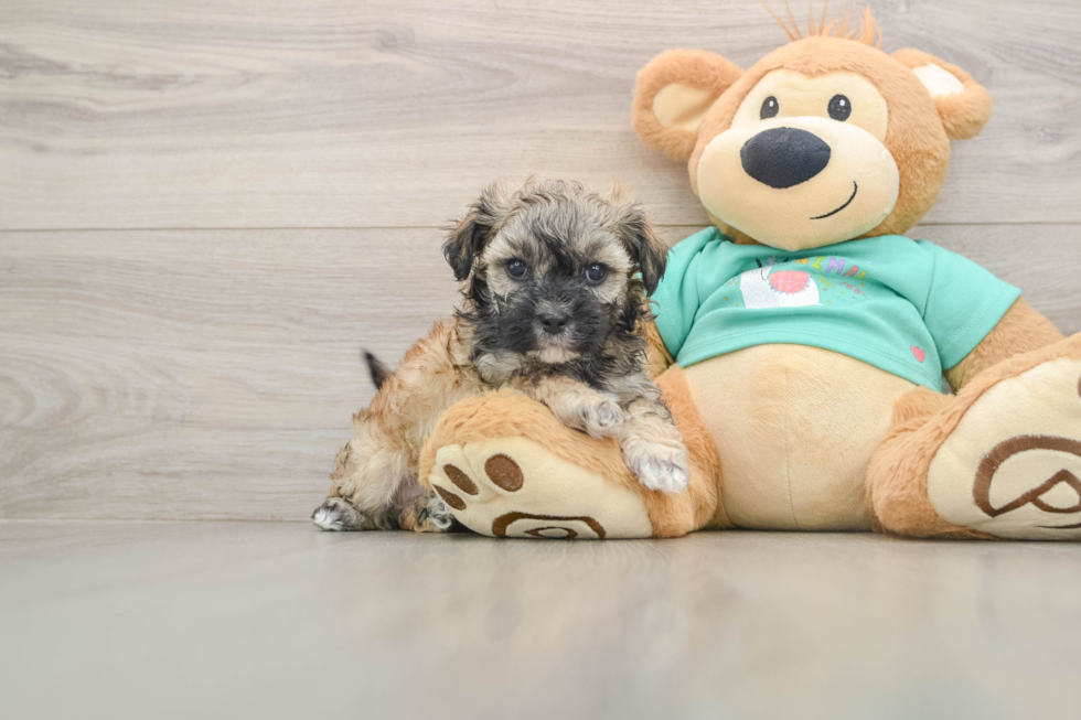 Popular Shih Poo Poodle Mix Pup