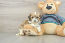 Shih Poo Pup Being Cute