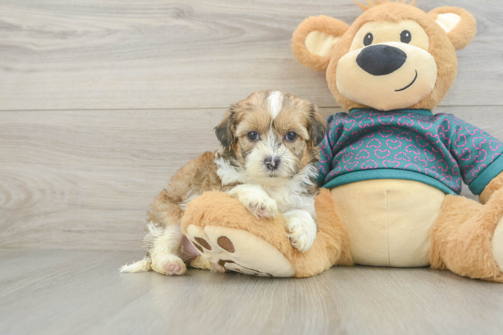 Shih Poo Pup Being Cute