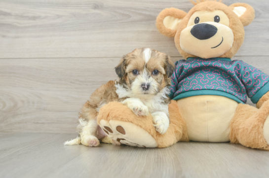 Shih Poo Pup Being Cute
