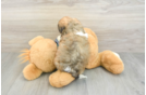 Best Shih Poo Baby