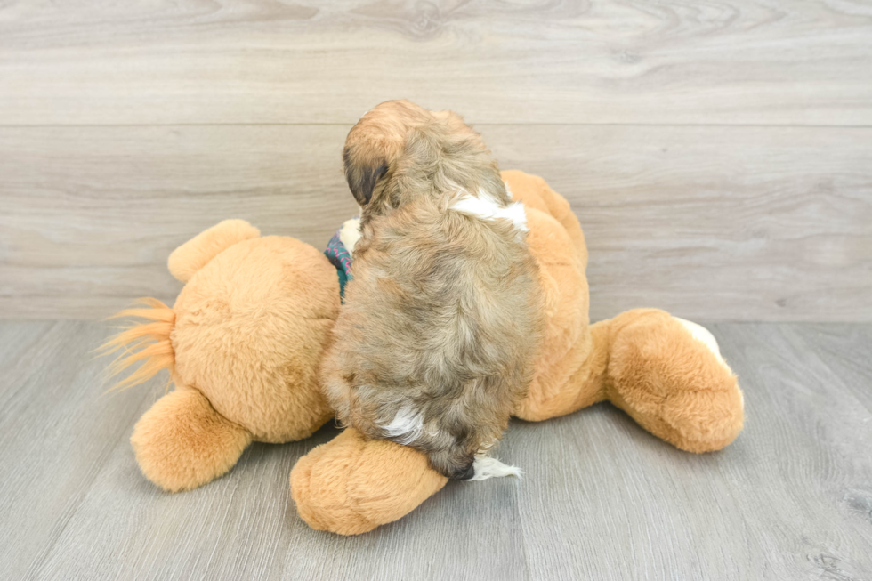 Best Shih Poo Baby