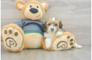 Hypoallergenic Shih Poo Poodle Mix Puppy