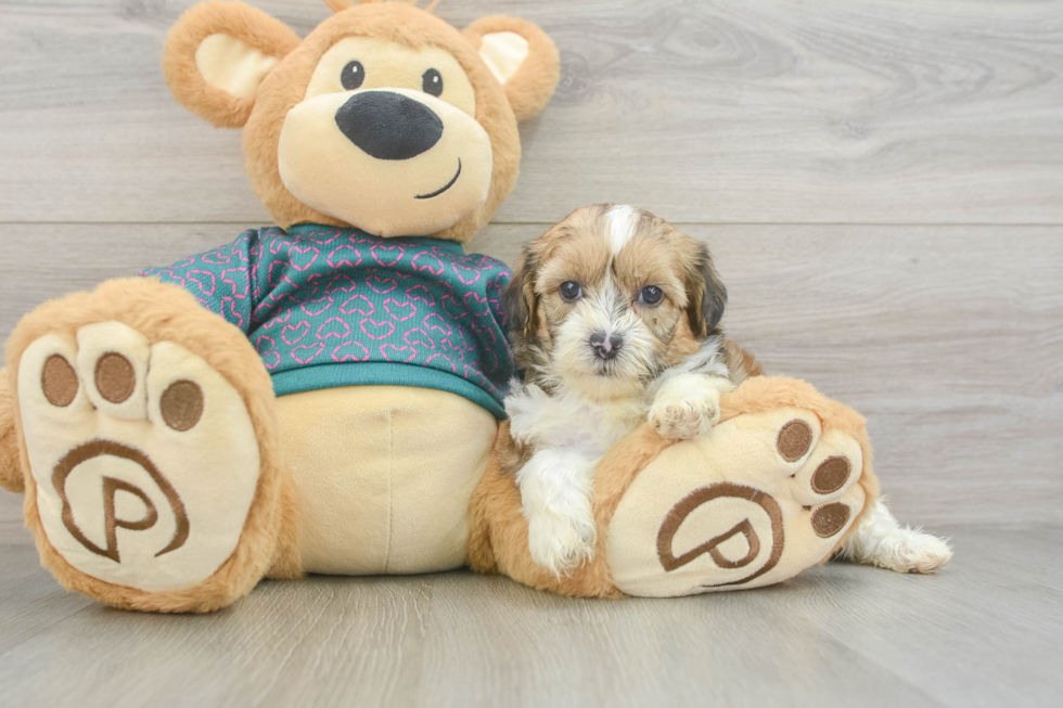 Hypoallergenic Shih Poo Poodle Mix Puppy