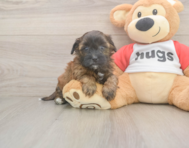 7 week old Shih Poo Puppy For Sale - Florida Fur Babies