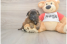 Playful Shihpoo Poodle Mix Puppy