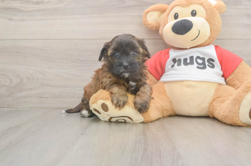 5 week old Shih Poo Puppy For Sale - Florida Fur Babies