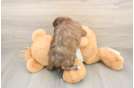 Shih Poo Puppy for Adoption