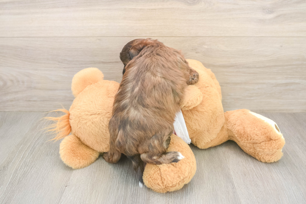 Shih Poo Puppy for Adoption
