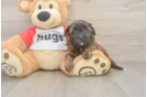 Adorable Shihpoo Poodle Mix Puppy