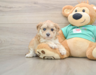 7 week old Shih Poo Puppy For Sale - Florida Fur Babies