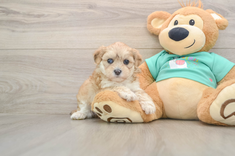 Popular Shih Poo Poodle Mix Pup