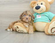 6 week old Shih Poo Puppy For Sale - Florida Fur Babies