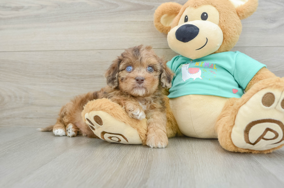 6 week old Shih Poo Puppy For Sale - Florida Fur Babies