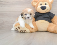 5 week old Shih Poo Puppy For Sale - Florida Fur Babies