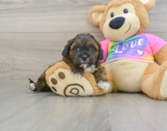 8 week old Shih Poo Puppy For Sale - Florida Fur Babies