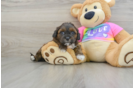 Best Shih Poo Baby