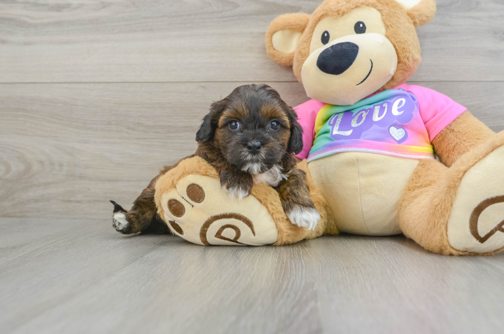 8 week old Shih Poo Puppy For Sale - Florida Fur Babies